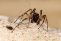 Un mle (Araneae - Theridiidae - Enoplognatha mandibularis)